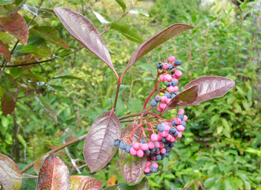 Viburnum nudum - witherod viburnum