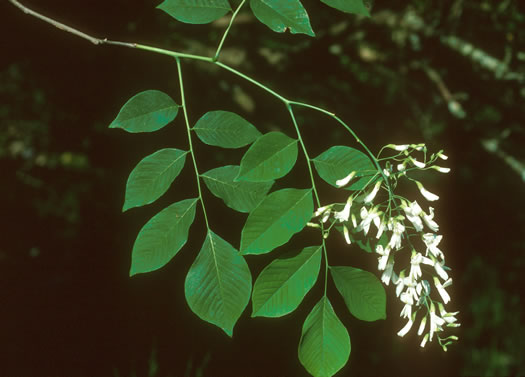 Cladrastis kentukea - American yellowwood
