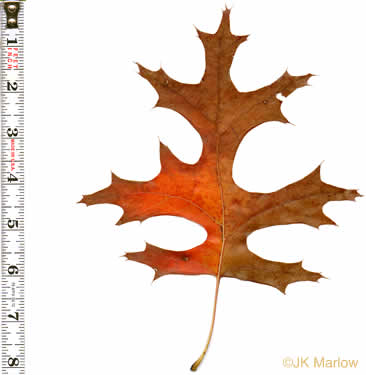 Quercus coccinea - scarlet oak