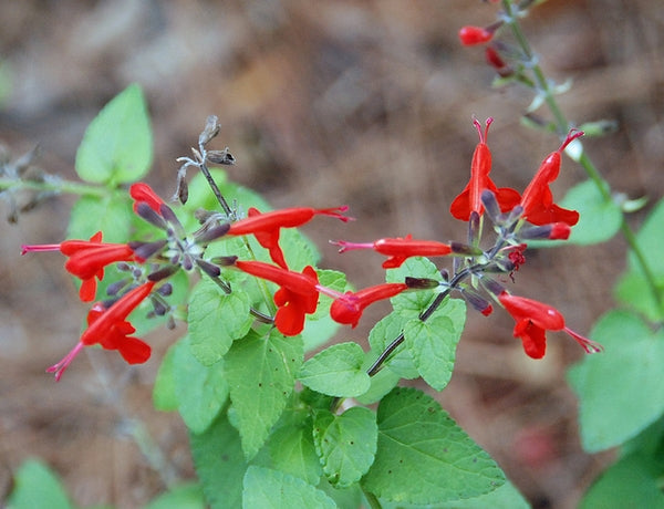 Salvia coccinea - sage, scarlet