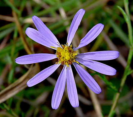 Symphyotrichum laeve - smooth aster