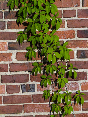 Parthenocissus quinquefolia - virginia creeper