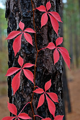 Parthenocissus quinquefolia - virginia creeper