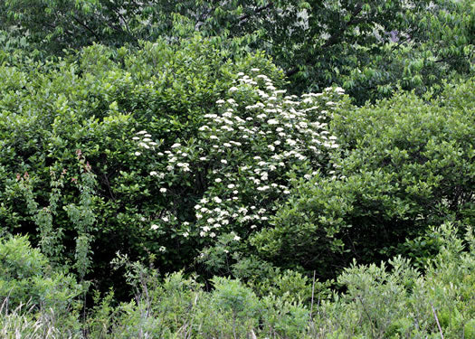 Viburnum nudum - witherod viburnum
