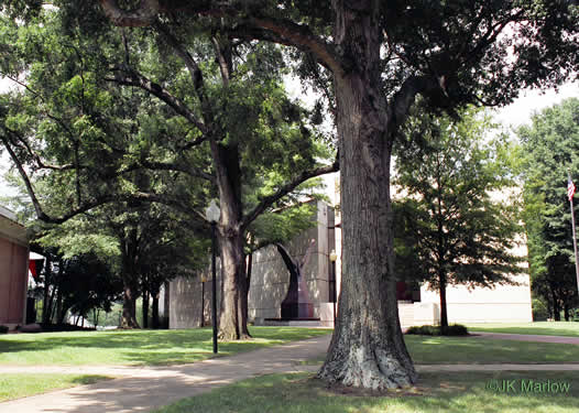 Quercus phellos- willow oak